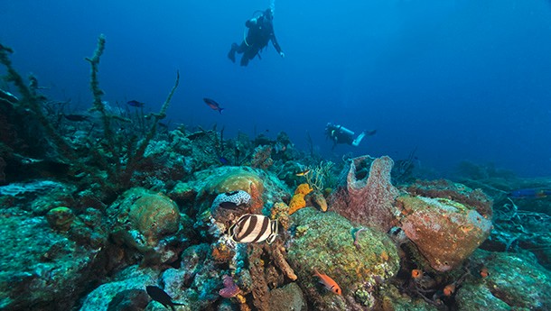 A snorkeler explores the coral reef. Photo: Bcampbell65 | Shutterstock