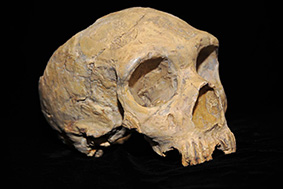 The Neanderthal skull discovered at Forbes’ Quarry in 1848. Photo: AquilaGib, Wikimedia Commons.