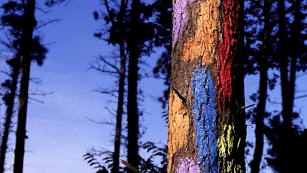 Forest of Oma. Photo: Basque Tourism Agency