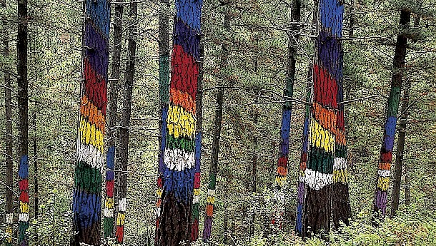 Forest of Oma. Photo: Basque Tourism Agency