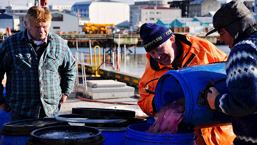 Icelandic fishermen process and clean their catch in Reykjavik. Photo: PavelSvoboda | Shutterstock