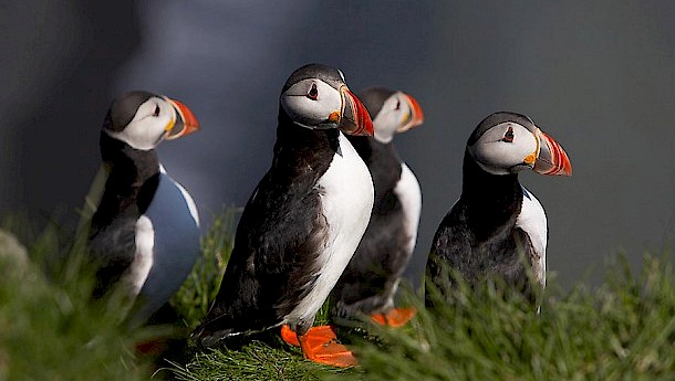 Puffin but not huffin’. Photo: Promote Iceland