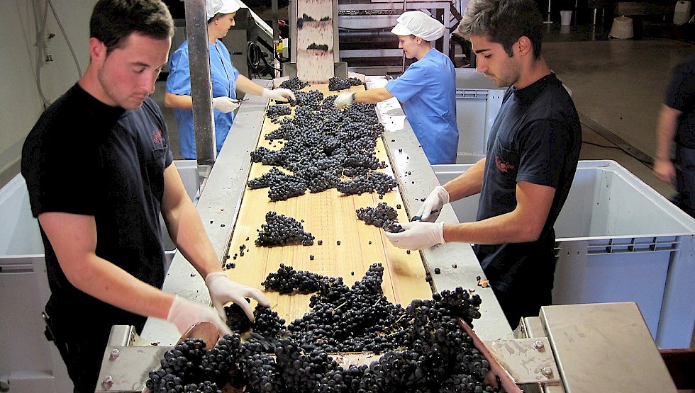 Bodegas Luis Canas produces high-quality reds and whites at its Villabuena de Alava winery. Photo: Luis Canas