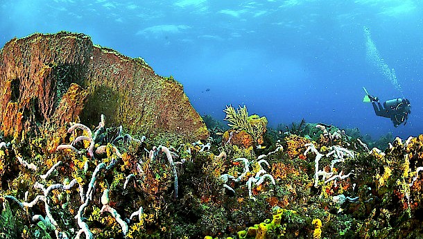 A palette of coral colours. Photo: Tobago House of Assembly