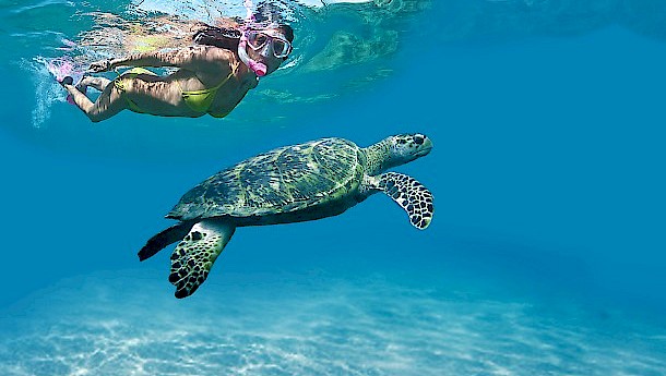 Up close with a giant turtle. Photo: Tobago House of Assembly