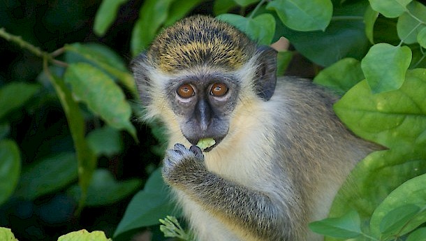 The green monkey, originally from Africa. Photo: Barry haynes , CC BY-SA