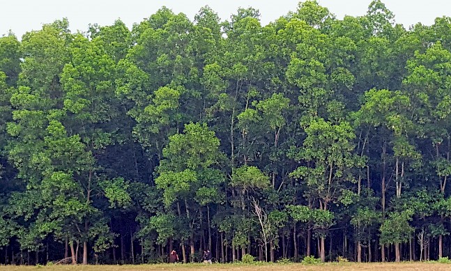 Global Security Solutions: Shaping Private Security in Cambodia