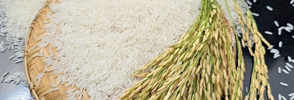 Cambodia Agriculture Expands Beyond Raw Exports