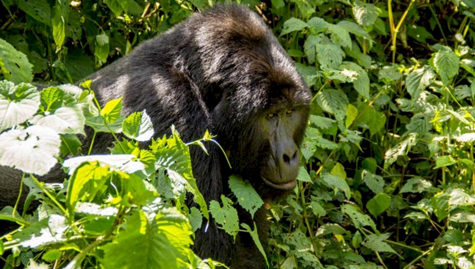 The world’s largest mountain gorilla population