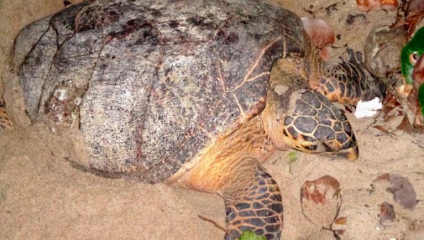 Trinidad and Tobago is home of the world's most important sites for sea turtles.