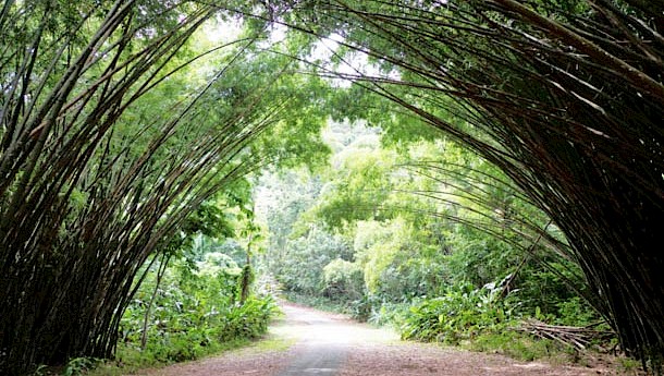 Few places in the world offer the variety of bird species that can be seen in Trinidad and Tobago.