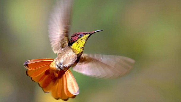 Few places in the world offer the variety of bird species that can be seen in Trinidad and Tobago.